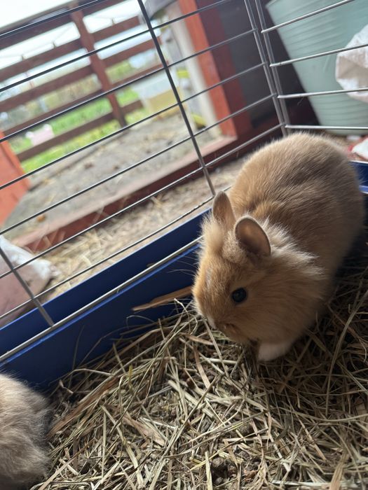 Sprzedam króliki miniaturki