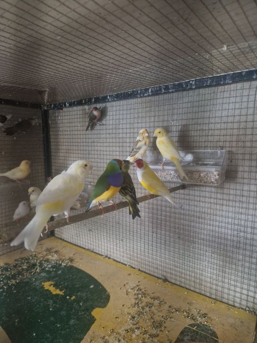 Canários mandarins diamante Gold