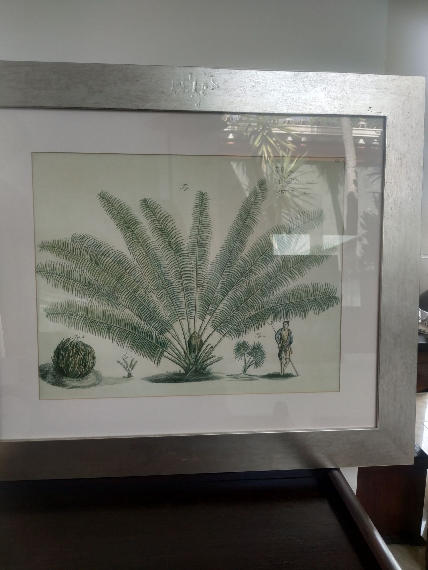 Quadro gravuras sobre o tema palmeiras