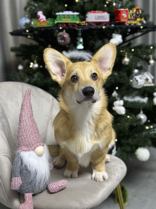 Цуценята вельш коргі пемброк з КСУ. Підтримка ветеринара!