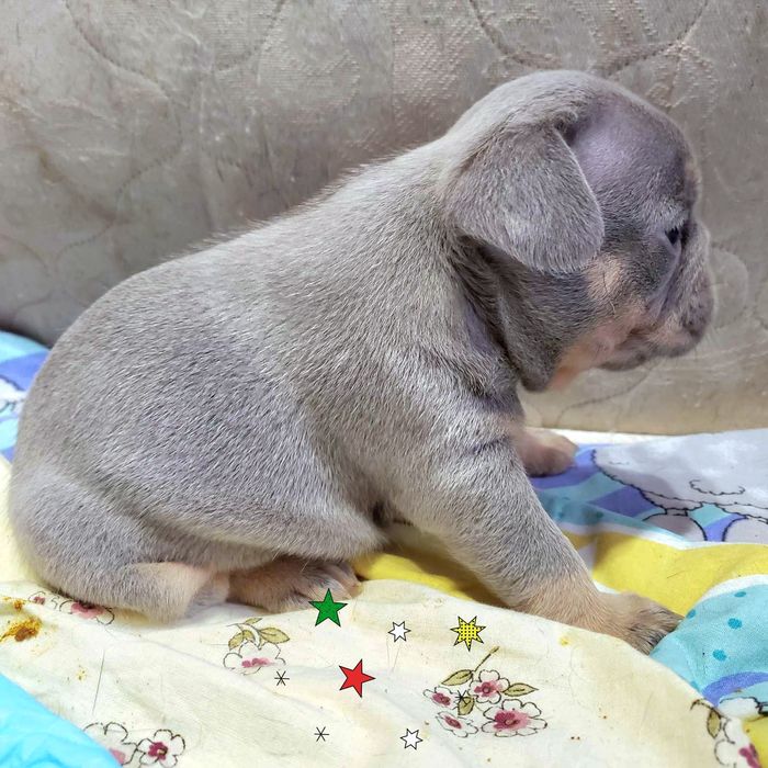 Ліловий бульдог. м. Харків