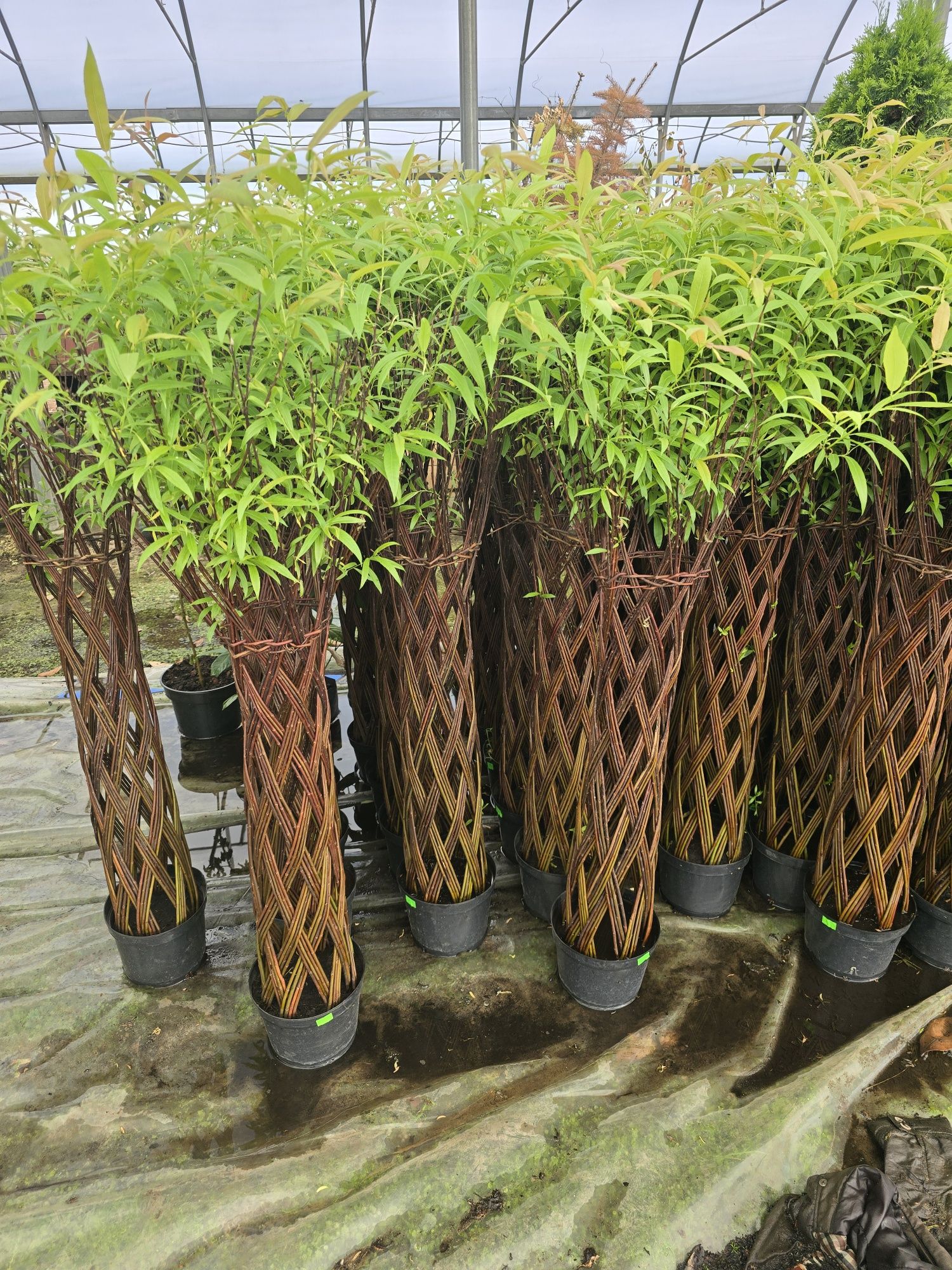 Wierzba pleciona 220 cm salix americana polska palma zielona gora