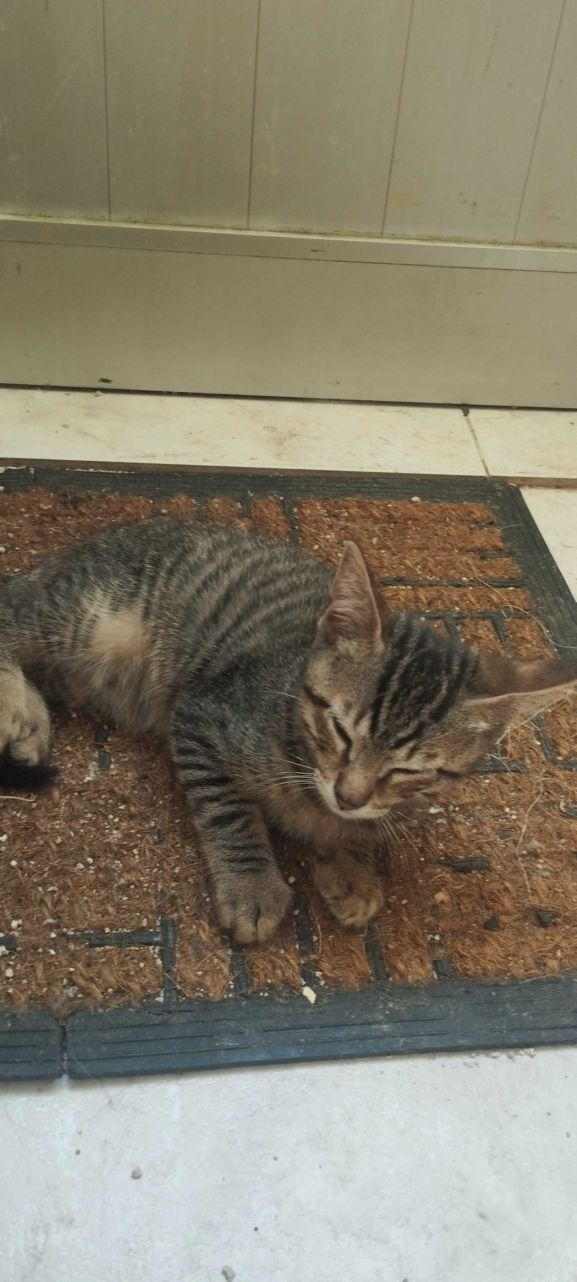 2 gatinhos nascidos em 10/04/25