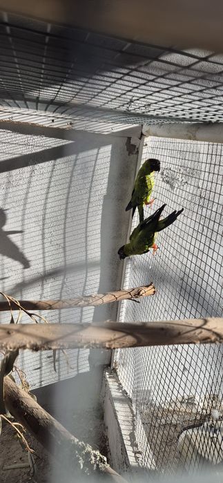 Casal aratingas cabeça preta