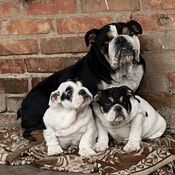 Шикарні Англійськи бульдоги