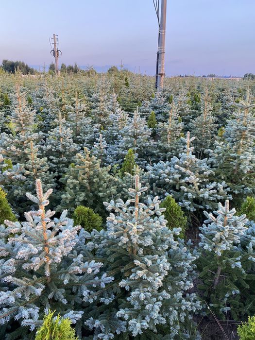 Świerk srebrny jodła koreańska Nasielsk 05 190