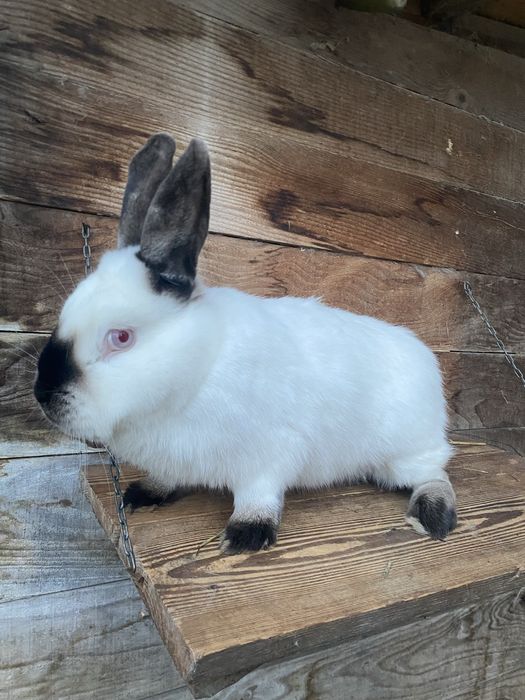 samica kalifornijski czarny z rodowodem i oceną
