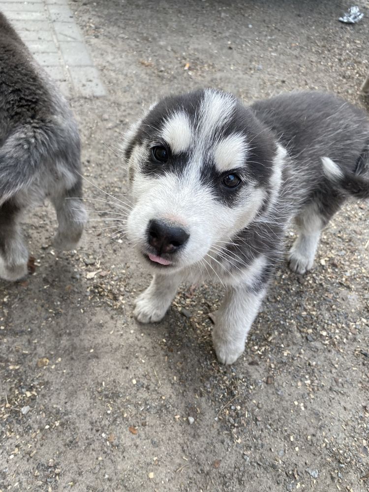 Продам хаски за невелику ціну