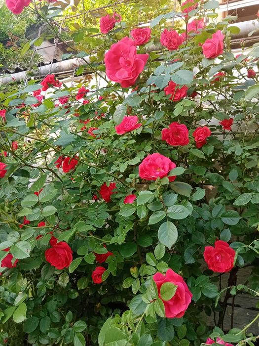 Червона Плетиста троянда (Роза)