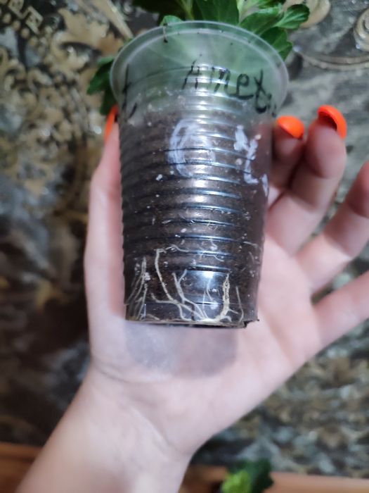 Пеларгонія ампельна та кущова