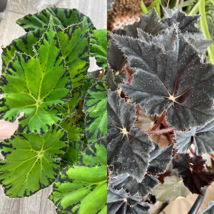 Бегонія чорний принц Бауера тигрова бегония Бауэра