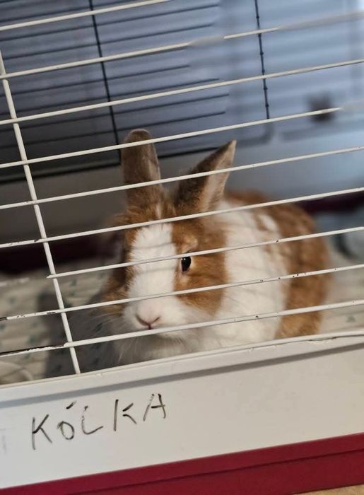 Królik do adopcji!