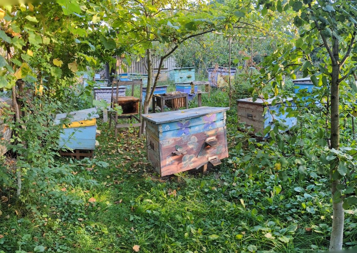 Пасіка. Вулики з бджолами. Вулики пусті.