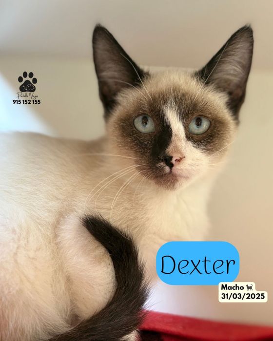 Gatinho Siamês para adoção (Dexter)