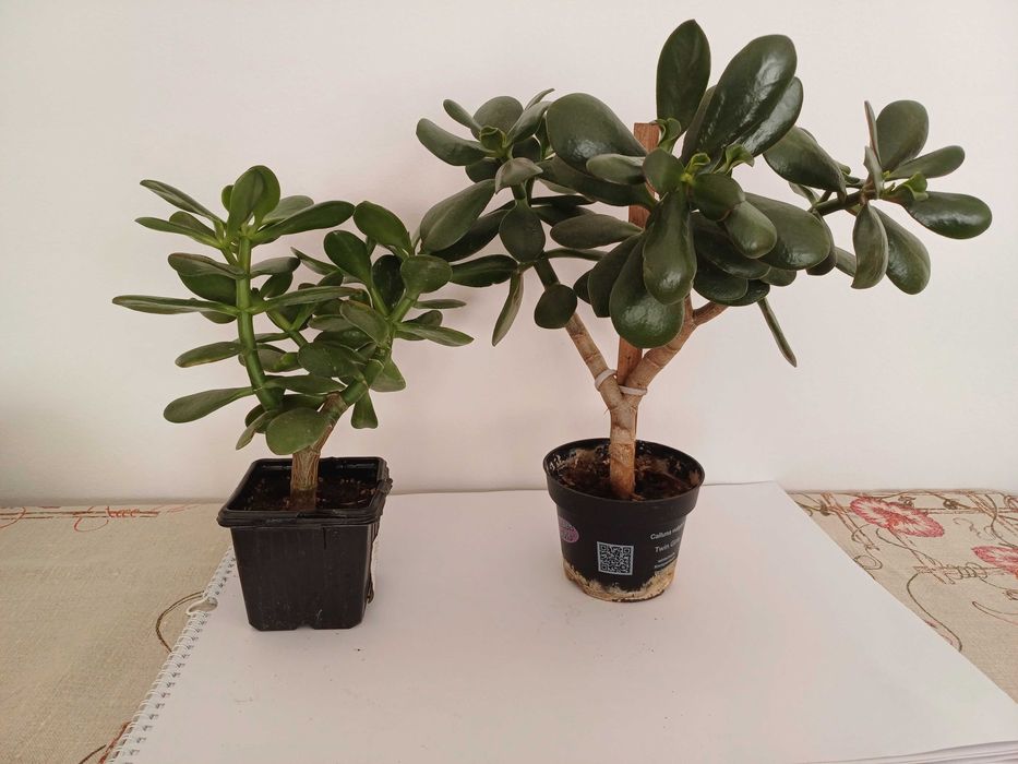 Grubosz, drzewko szczęścia