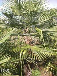 Vendo Palmeira Washingtonia Grande