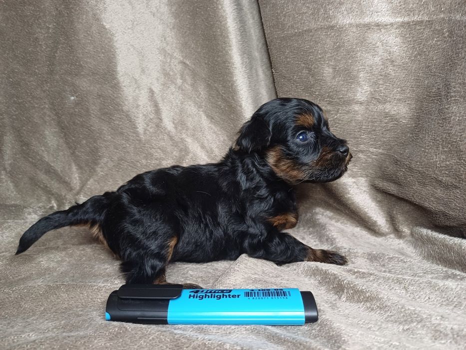 Мальтіпу дівчата.