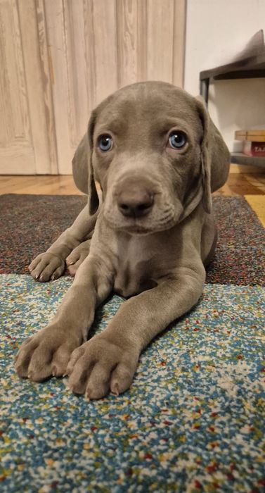 Szczenię wyżeł weimarski Cotar Canis Wrocław ZKwP FCI