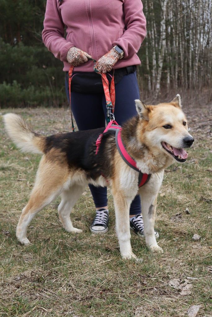 Mix husky do adopcji