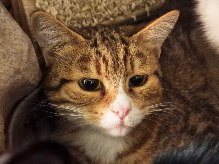 Дуже мила чарівна киця Моніка шукає дім 1 р стерилізована кішка кошка