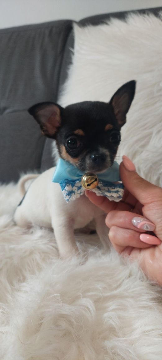 Chihuahua cudny tricolorek