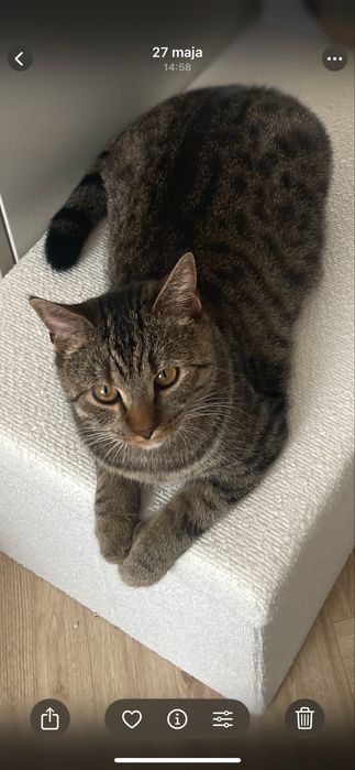 Oddam kotka kota w dobre ręcę