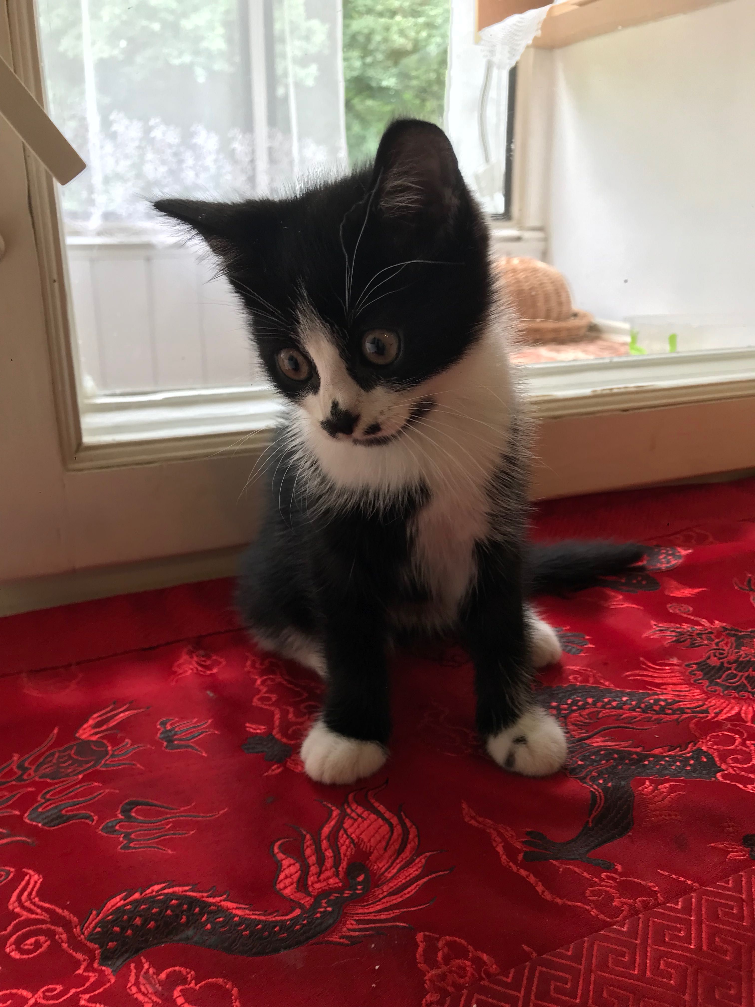 Котик у добрі руки