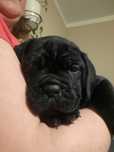 Cane Corso czarna  sunia