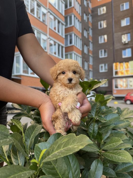 Мальтипу Ф1/Ф2 ПРЕМІУМ