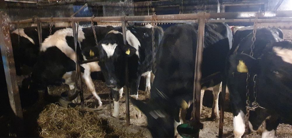 Jałówki cielne HF – wycielenia luty 2026 – własna hodowla