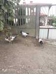Sprzedam koguty Lakenfelder