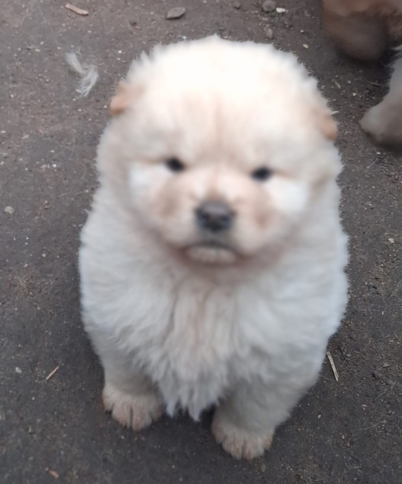 Chow chow piękny miś z rodowodem