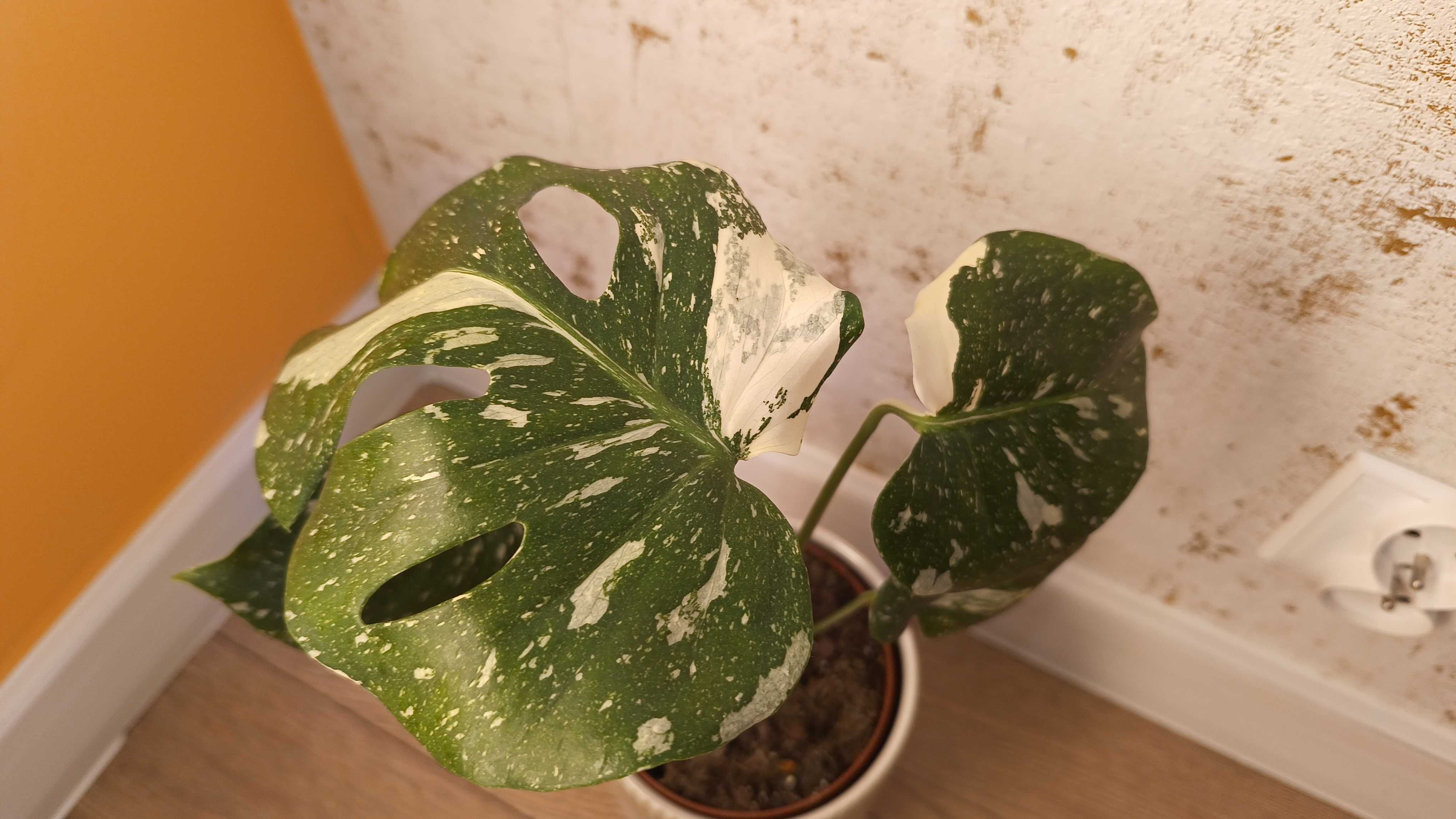 Monstera Thai Constellation