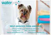 DOG Wash - Self Service para pets