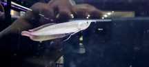 Arowana srebrna 20cm