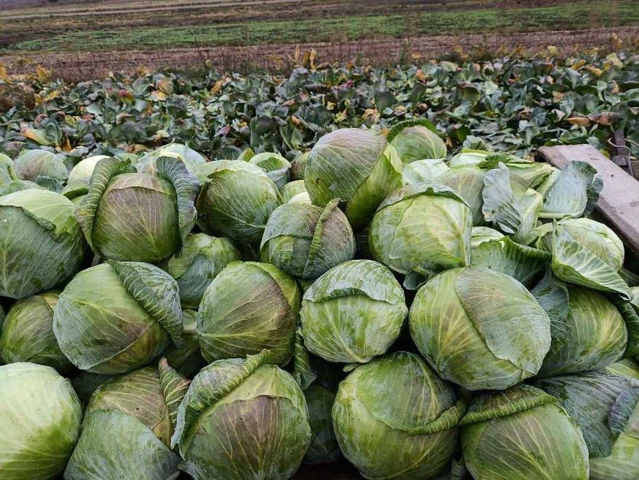 Продам капусту сорт Тайсон пізня ціна 5 грн/кг Оптом