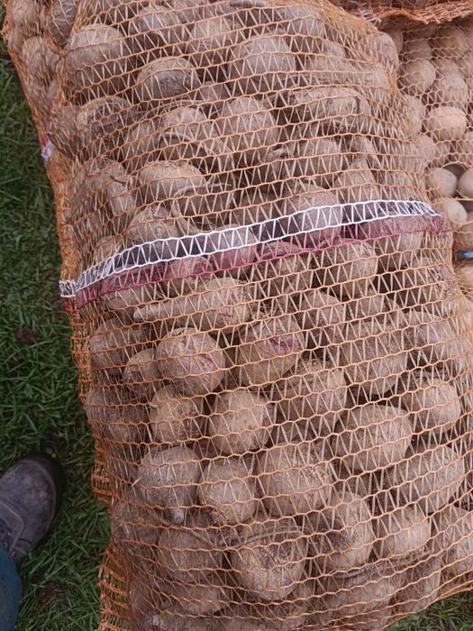 Drobne buraki na przetwory