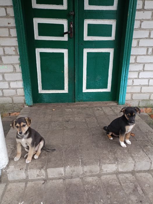 Цуценята песики щенки