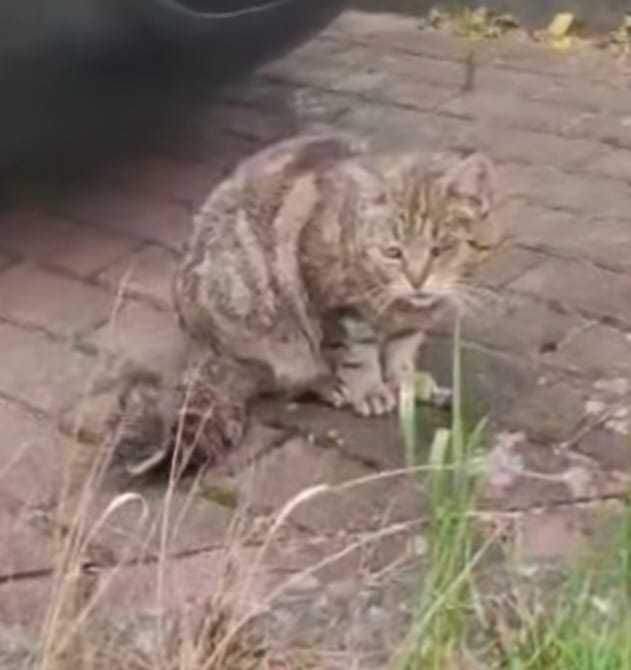 BASIA całe życie nikogo nie obchodziła