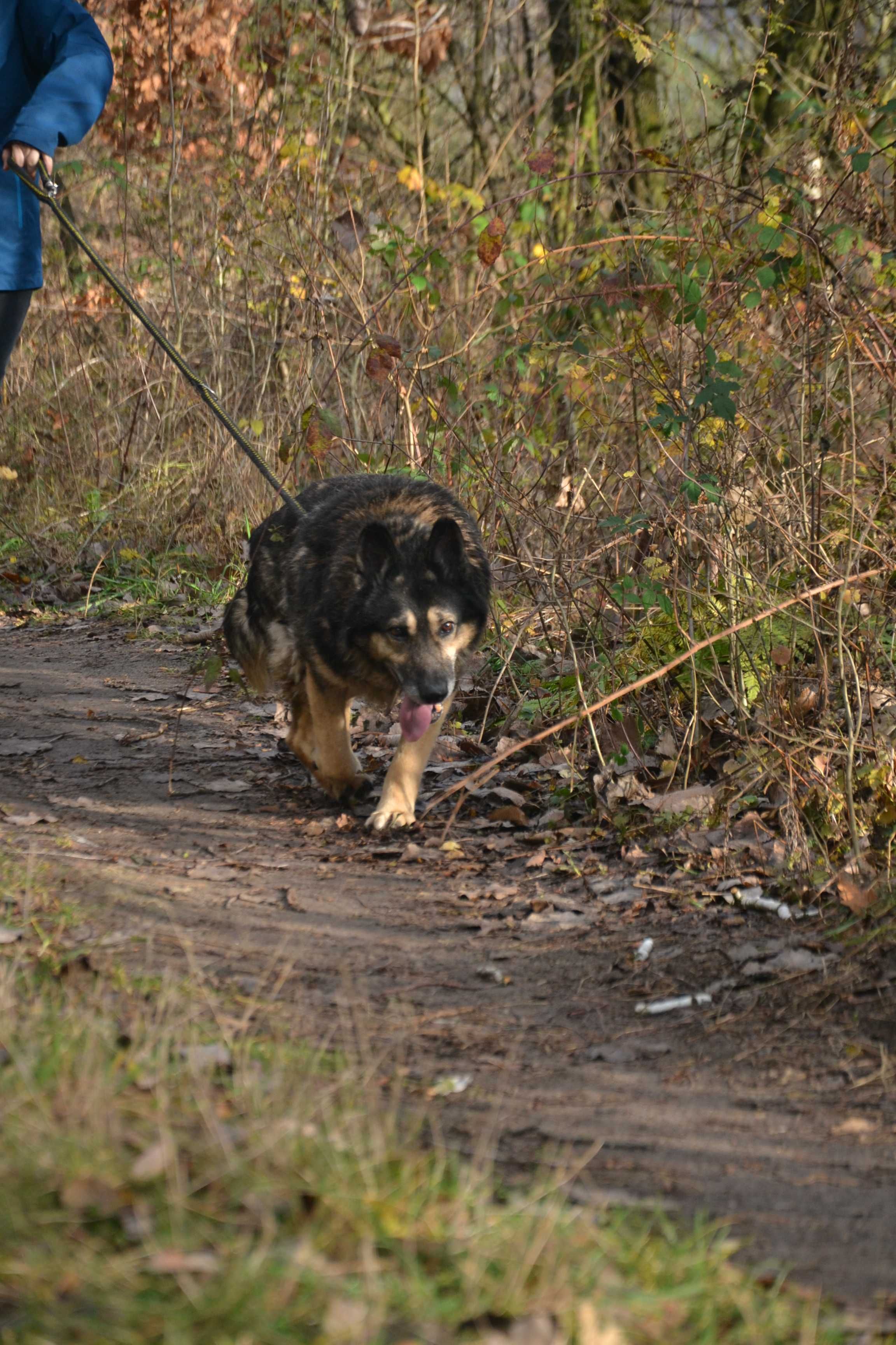 Szarik to 7-letni psiak, który waży około 15-20 kg.