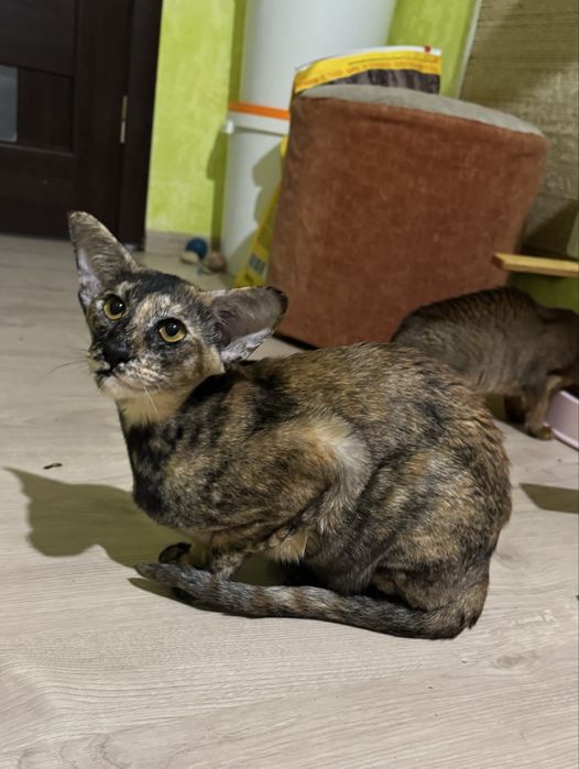 Доросла орієнтальна киця