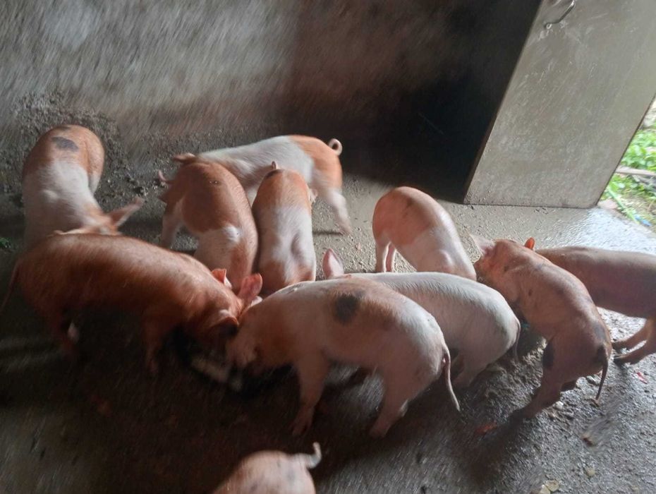 Porcos Large white/Duroc