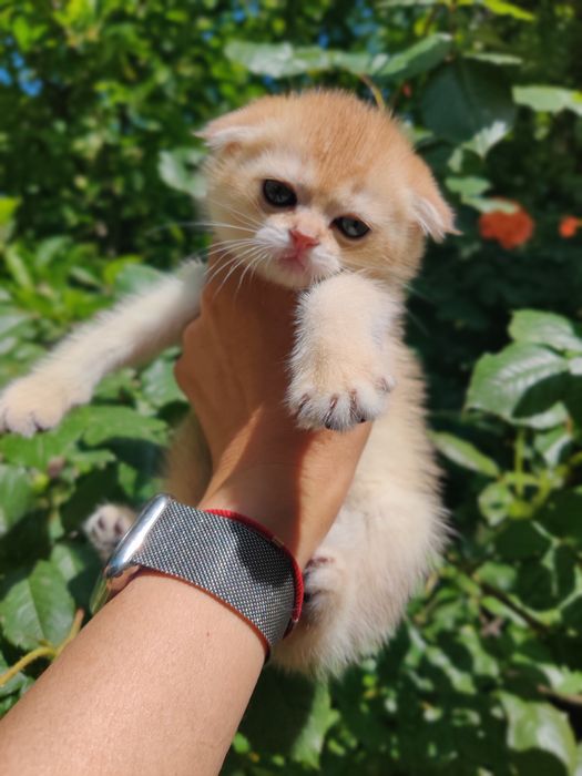 Золотая шиншилла. Котята Scottish fold, straight.