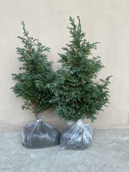 Кипарисовики Лавсона Елвуді і горохоплідний Булевард