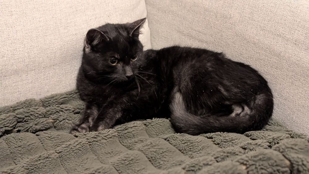 Kotek do oddania do dobrej rodziny