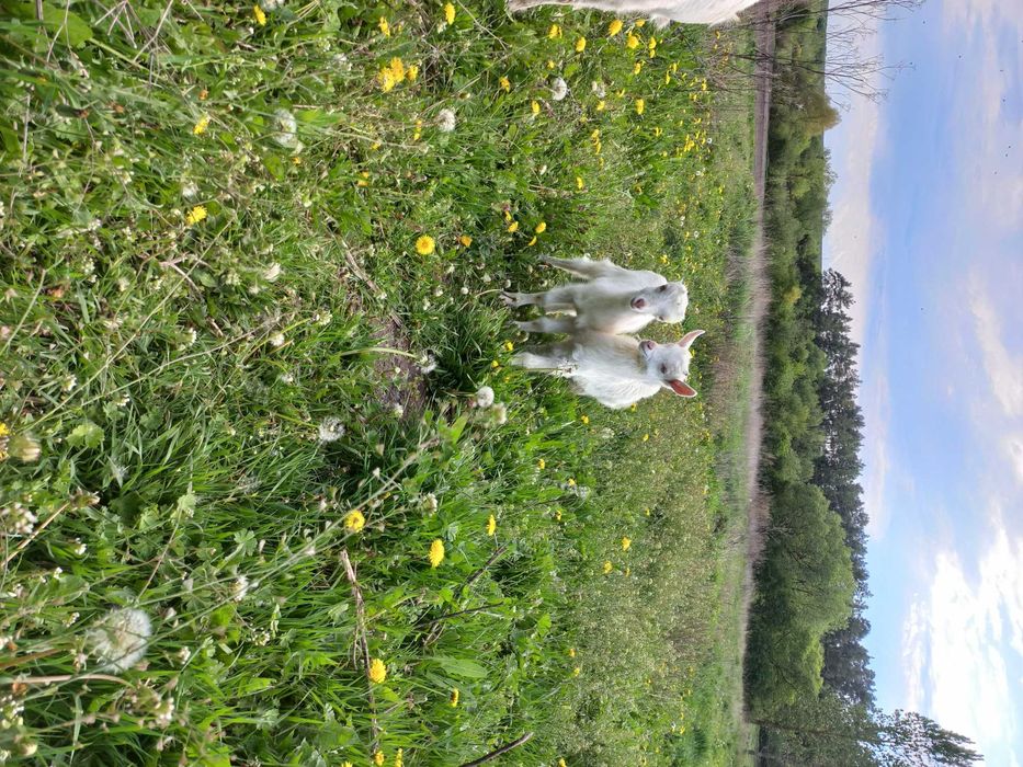 Купити козу козенята  обміняти козлика зеаненця  народився 6.04. 2025р