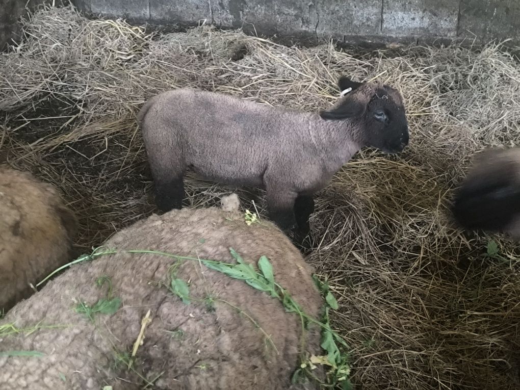 Borregos/borregas Suffolks puros