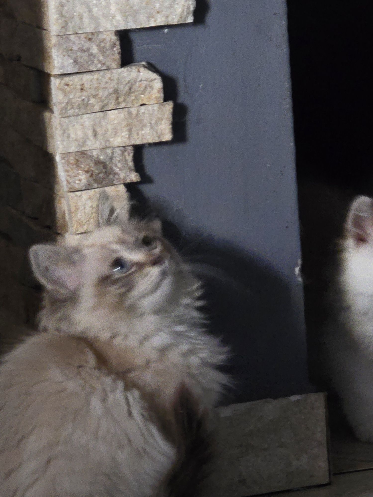 Ragdoll kocurek 3msc