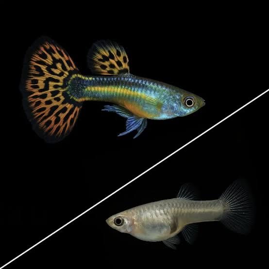 Guppys mix machos e femeas