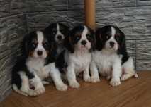 cavalier king charles spaniel sunia tricolor